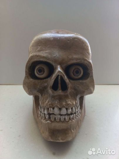 Череп гипс