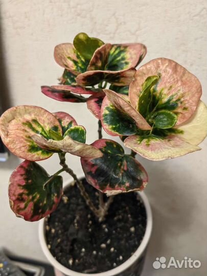 Кротон тайский