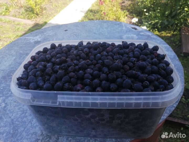 Черная смородина