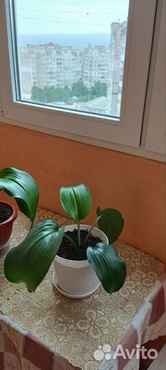 Эухарис амазонская лилия