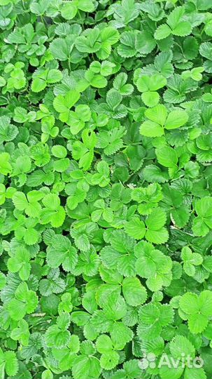 Рассада ремонтантной клубники