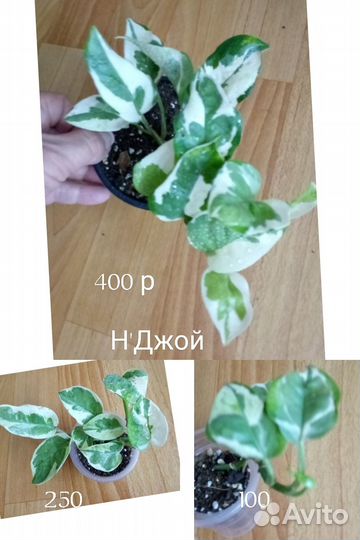 Сциндапсусы, эпипремнумы