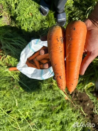 Морковь
