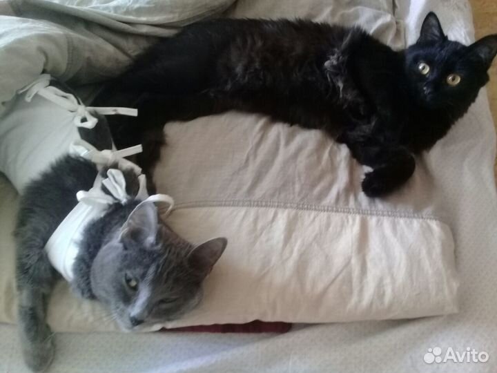 Стерилизация кошек. Стерилизация собак. С выездом