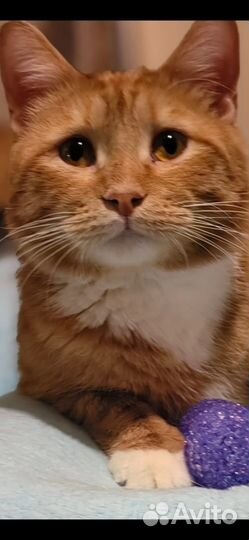 Шикарный Лева в поисках дома. 1 год. Кастрирован