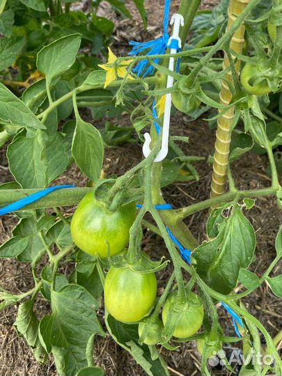 Кистедержатель