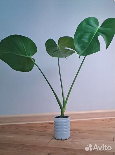 Монстера Делициоза или деликатесная