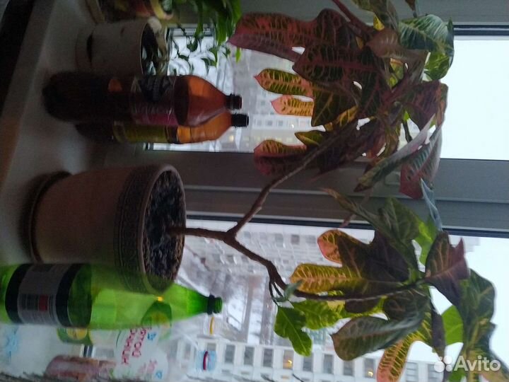 Кодиеум кротон