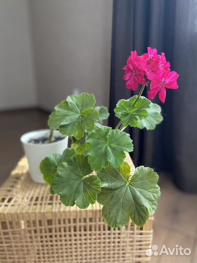 Пеларгония (герань)