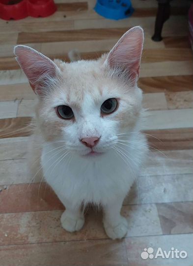 Молодой кот