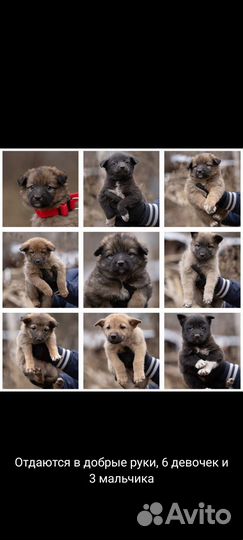 Собака в добрые руки