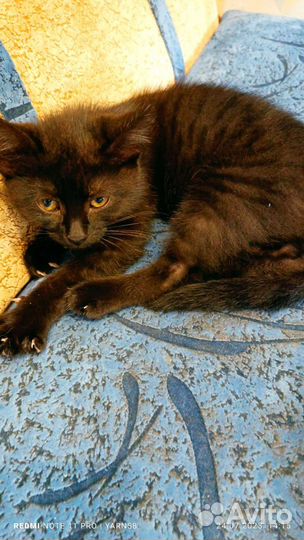 Котёнок девочка в добрые руки