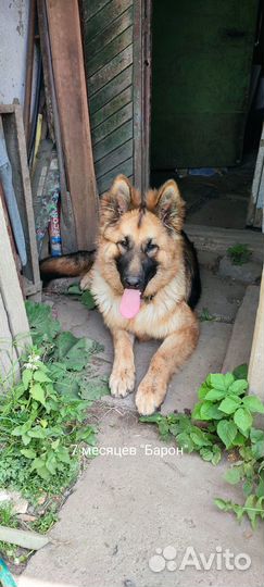 Щенки немецкой овчарки