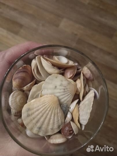 Морские ракушки