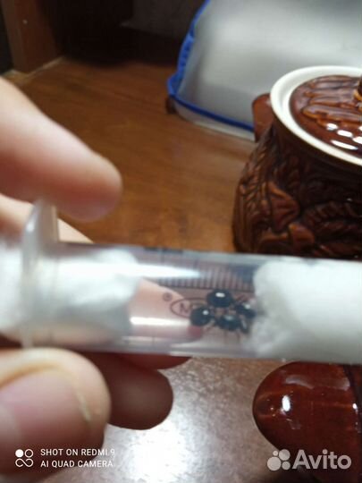 Матки жнецов