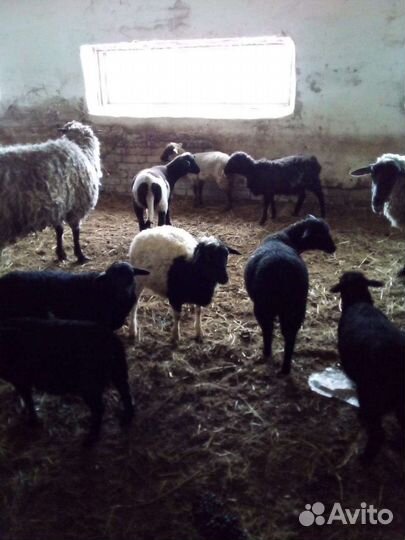 Ягнята Дорпер(30) +Суффолк(70) Линяют