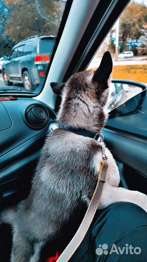 Щенки сибирской хаски