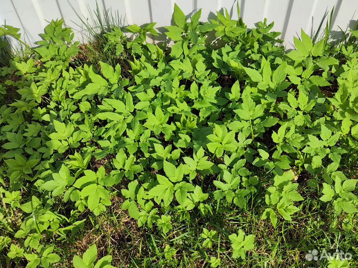 Молодая сныть