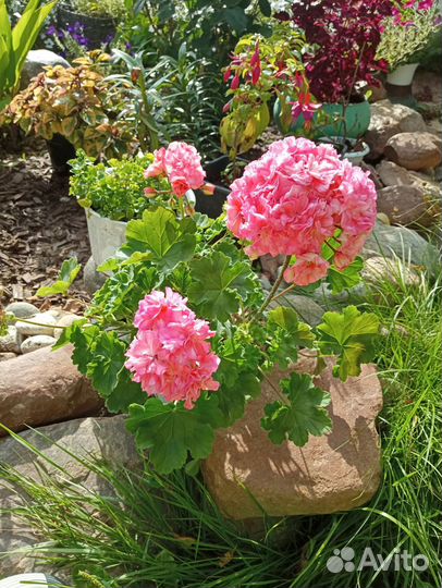 Ив-Столбовая Дворянка и ив-Солвейг пеларгония