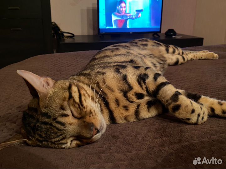 Бенгальская