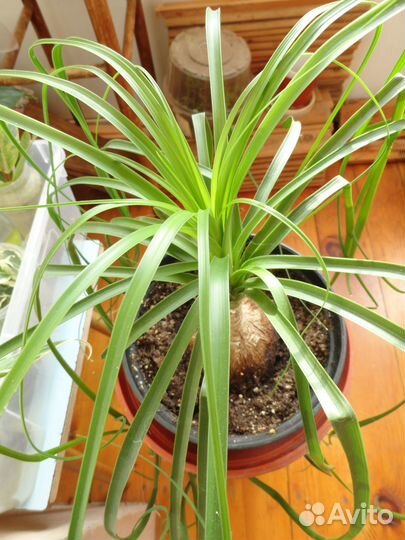 Бокарнея нолина