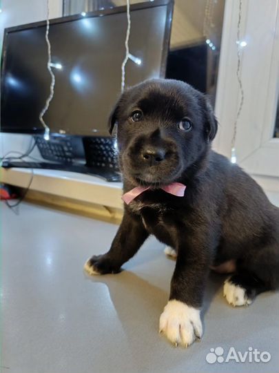 Щенки лабрадора