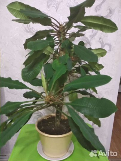 Комнатные цветы