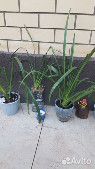 Орхидея цимбидиум