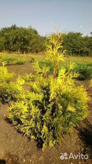 Туя западная еллоу риббон