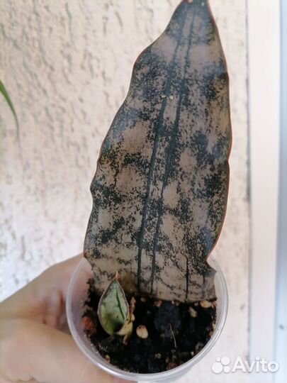 Сансевиерии разные