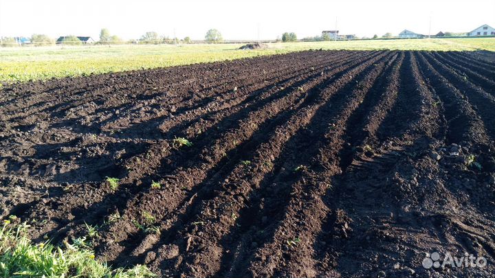 Семенной Картофель Гала