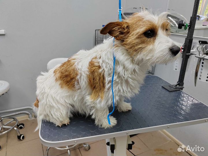 Тримминг собак