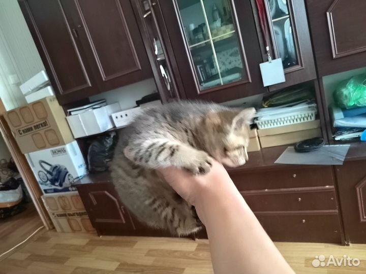 Кошки в добрые руки