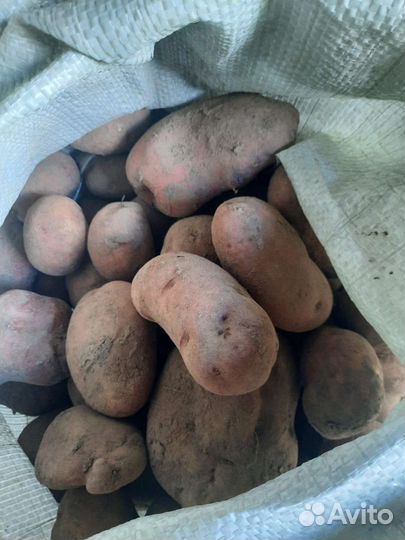 Продам картофель оптом