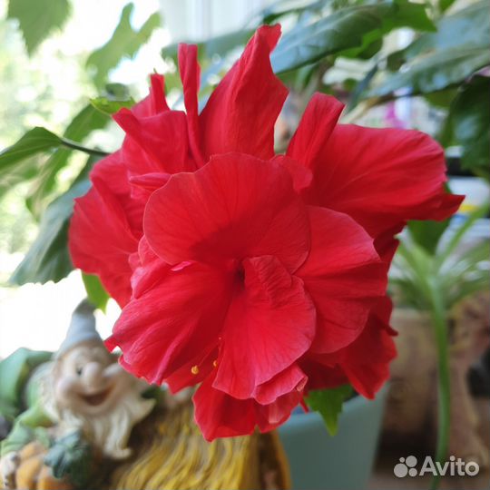 Гибискус китайская роза