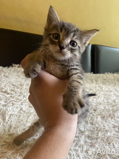Кошка в дар бесплатно