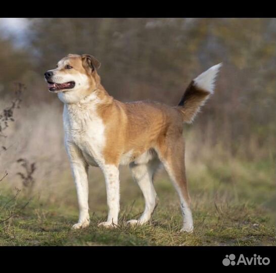 Большой и добрый пес