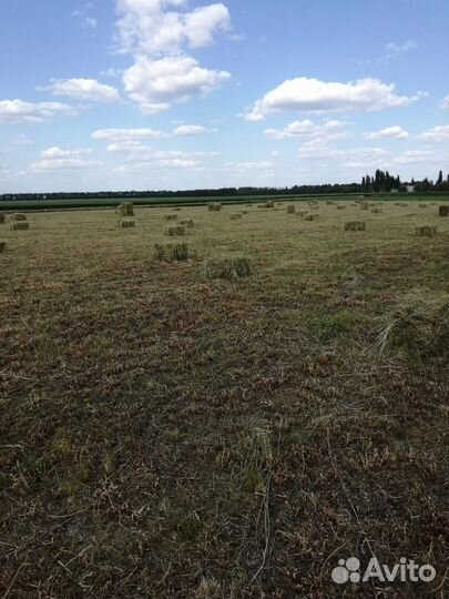 Сено. костёр с люцерной хранение сеновал