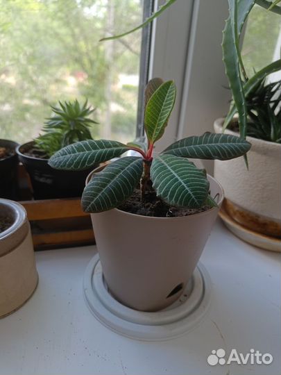 Молочай фикус