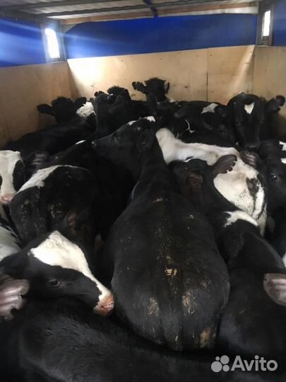 Телята бычки