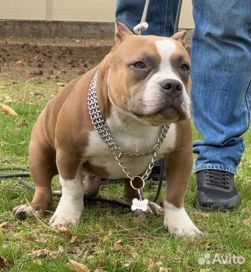 Американский булли, мощный щенок, 6 мес