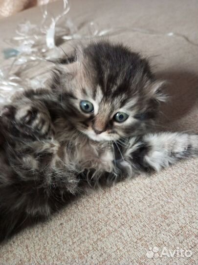 Шотландские котята