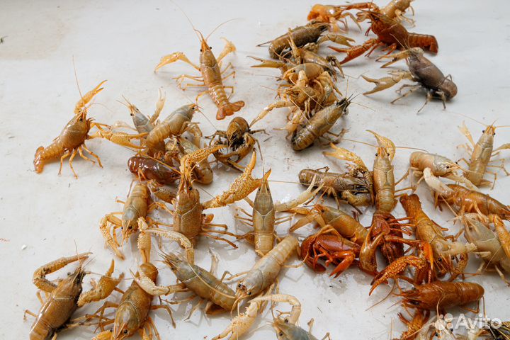 Флоридский рак