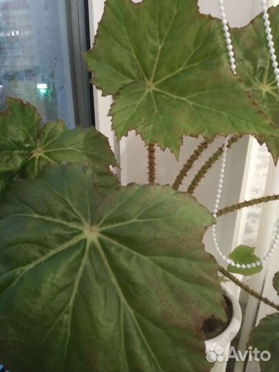 Комнатные растения цветы