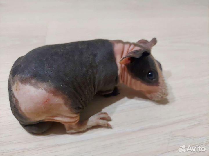 Морская свинка скинни