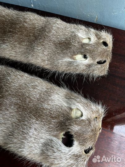 Шкурка животного