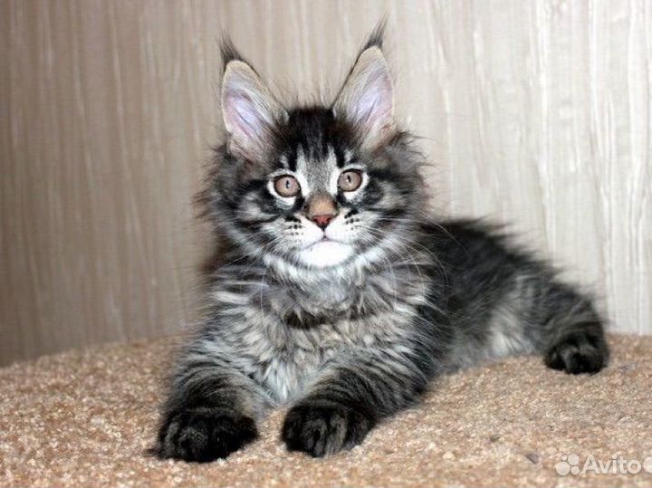 Котята мейн-кун