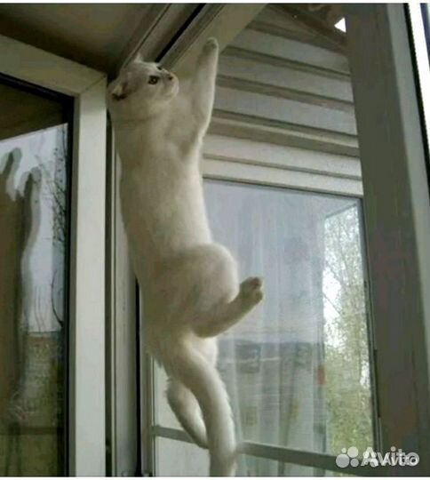 Москитная сетка на окно. Антикошка