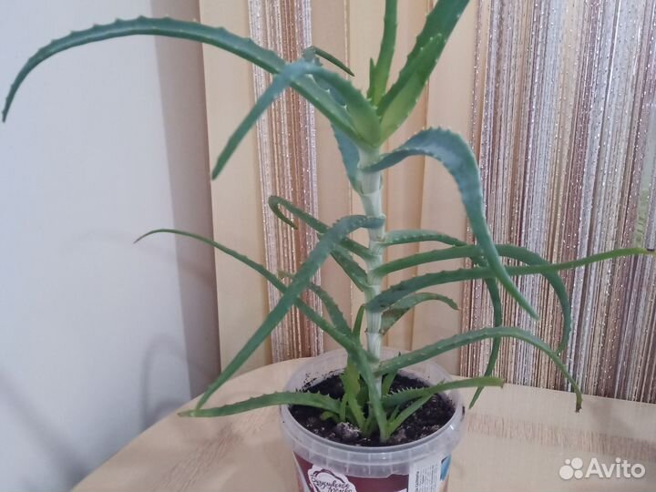 Алоэ столетник лечебный