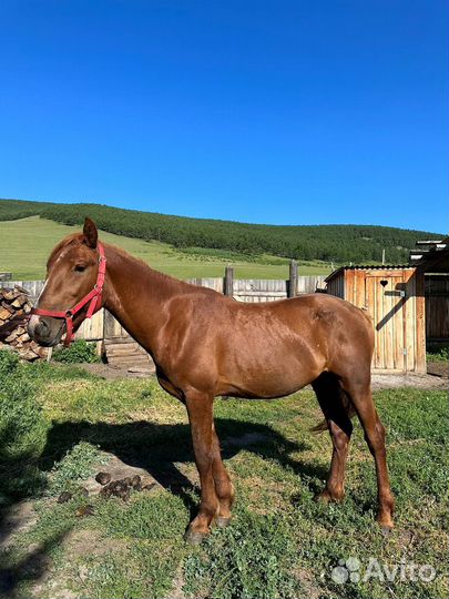 Продам коня